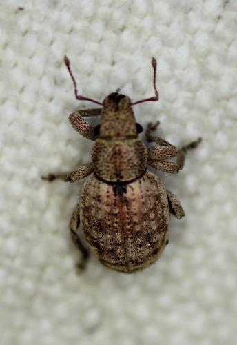Réf. 219 939 : Strophosoma capitatum